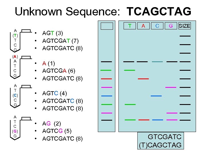 Unknown Sequence: TCAGCTAG A (T) T C G (A) A T C G A