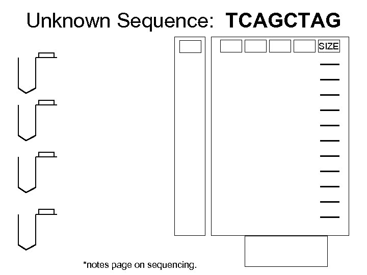 Unknown Sequence: TCAGCTAG SIZE *notes page on sequencing. 