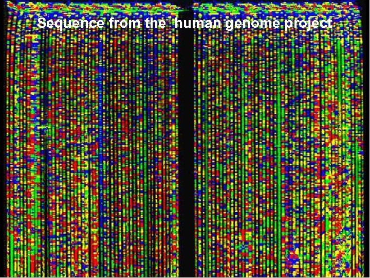 Sequence from the human genome project 