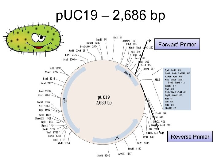 p. UC 19 – 2, 686 bp Forward Primer Reverse Primer 