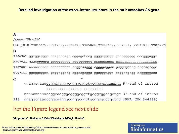 Detailed investigation of the exon–intron structure in the rat homeobox 2 b gene. For