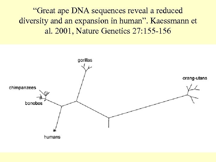 “Great ape DNA sequences reveal a reduced diversity and an expansion in human”. Kaessmann