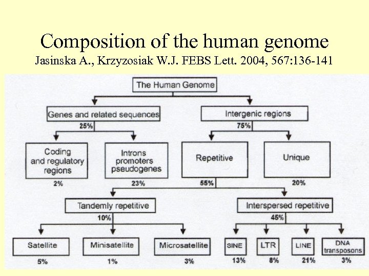 Composition of the human genome Jasinska A. , Krzyzosiak W. J. FEBS Lett. 2004,