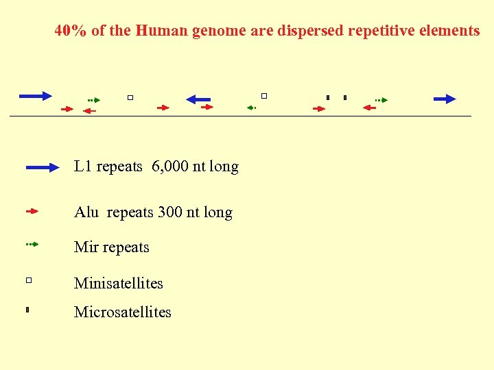 40% of the Human genome are dispersed repetitive elements L 1 repeats 6, 000