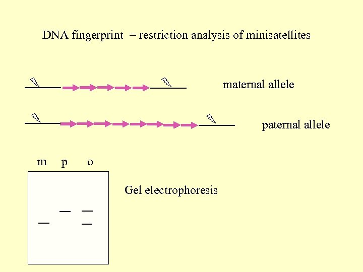 DNA fingerprint = restriction analysis of minisatellites maternal allele paternal allele m p o