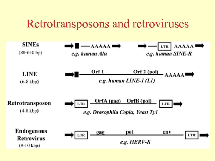 Retrotransposons and retroviruses 