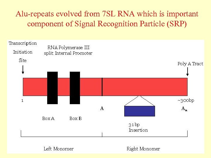 Alu-repeats evolved from 7 SL RNA which is important component of Signal Recognition Particle