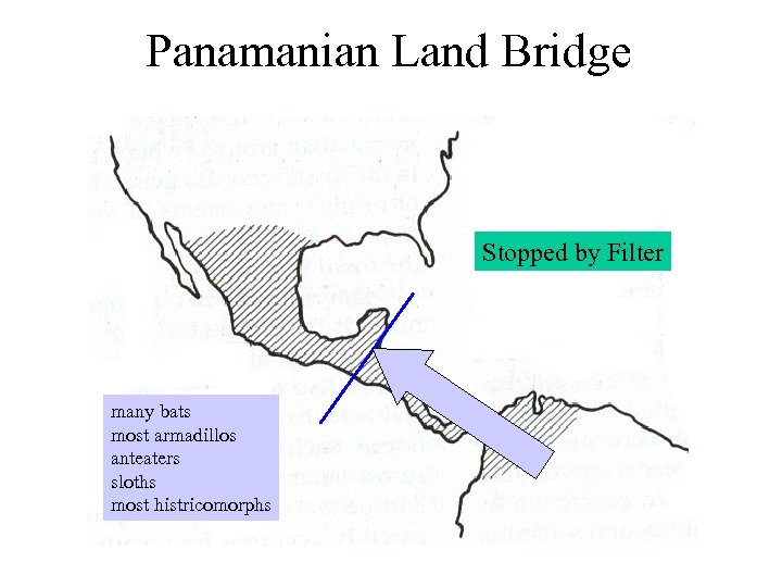 Panamanian Land Bridge Stopped by Filter many bats most armadillos anteaters sloths most histricomorphs