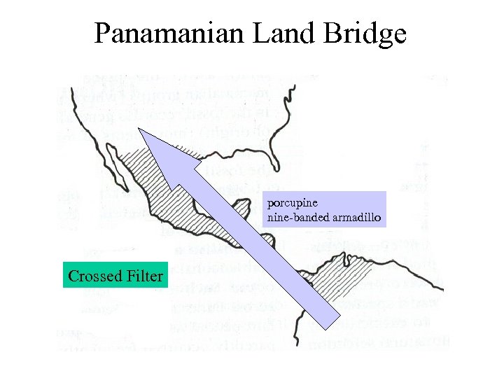 Panamanian Land Bridge porcupine nine-banded armadillo Crossed Filter 