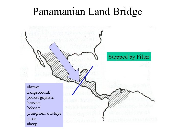Panamanian Land Bridge Stopped by Filter shrews kangaroo rats pocket gophers beavers bobcats pronghorn
