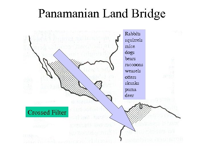 Panamanian Land Bridge Rabbits squirrels mice dogs bears raccoons weasels otters skunks puma deer