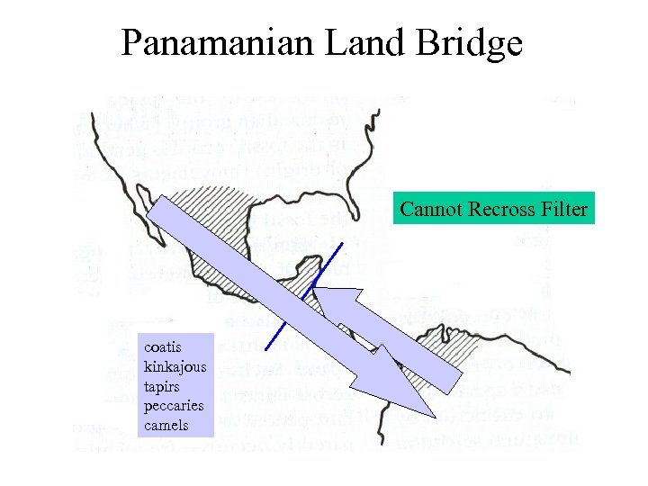 Panamanian Land Bridge Cannot Recross Filter coatis kinkajous tapirs peccaries camels 