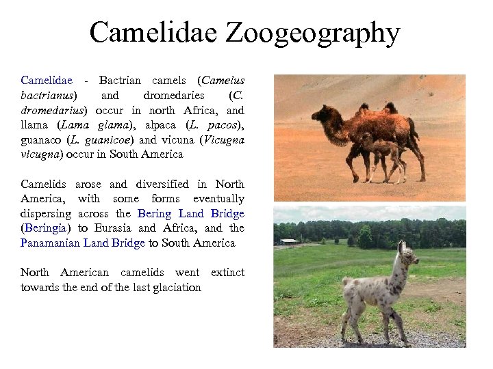 Camelidae Zoogeography Camelidae - Bactrian camels (Camelus bactrianus) and dromedaries (C. dromedarius) occur in