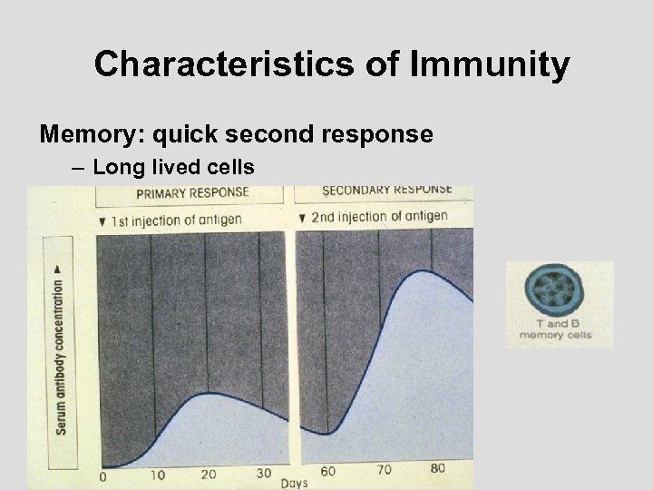 Characteristics of Immunity Memory: quick second response – Long lived cells 