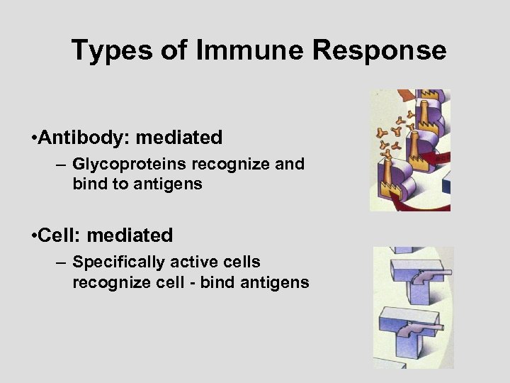 Types of Immune Response • Antibody: mediated – Glycoproteins recognize and bind to antigens