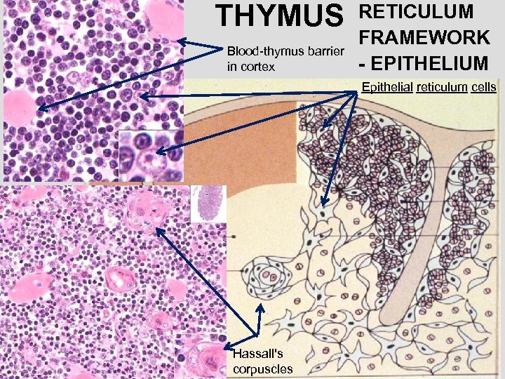 THYMUS Blood-thymus barrier in cortex RETICULUM FRAMEWORK - EPITHELIUM Epithelial reticulum cells Hassall's corpuscles