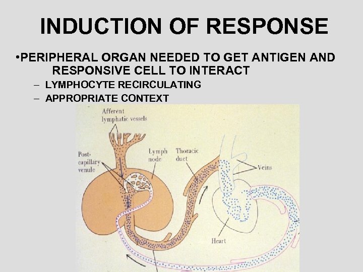 INDUCTION OF RESPONSE • PERIPHERAL ORGAN NEEDED TO GET ANTIGEN AND RESPONSIVE CELL TO
