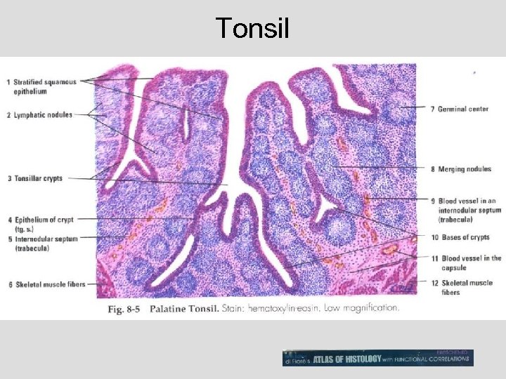Tonsil 