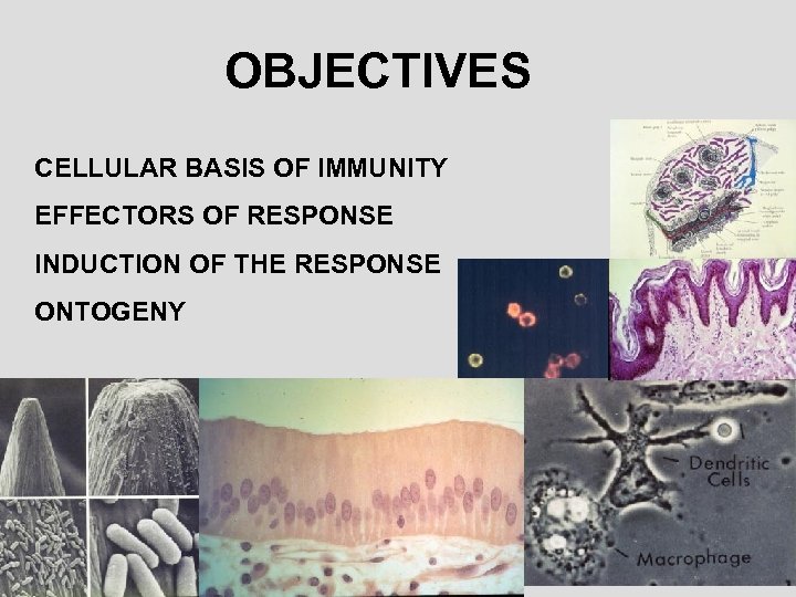 OBJECTIVES PURPOSE OF THE IMMUNE SYSTEM CELLULAR BASIS OF IMMUNITY EFFECTORS OF RESPONSE INDUCTION