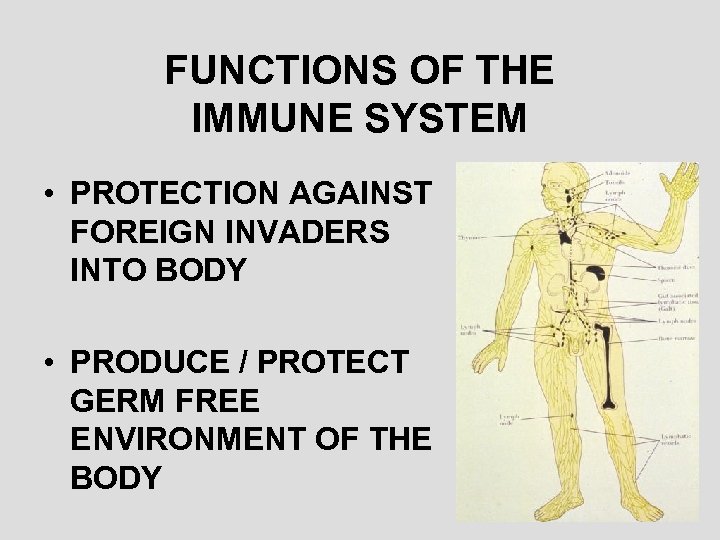 FUNCTIONS OF THE IMMUNE SYSTEM • PROTECTION AGAINST FOREIGN INVADERS INTO BODY • PRODUCE