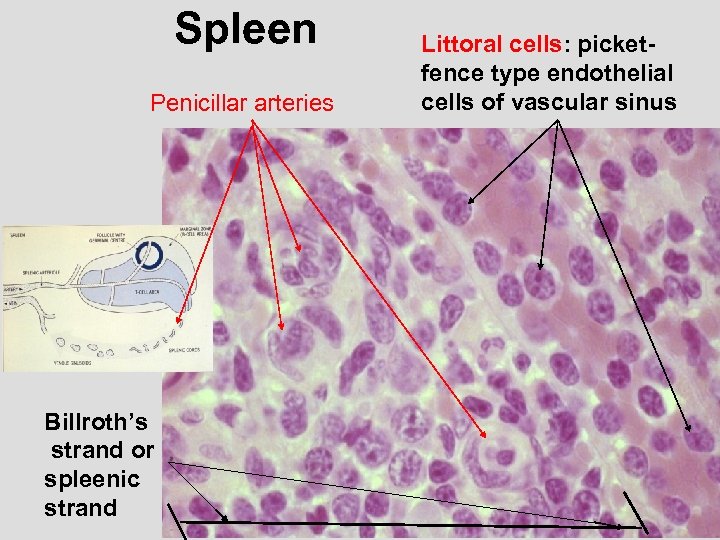 Spleen Penicillar arteries Billroth’s strand or spleenic strand Littoral cells: picketfence type endothelial cells