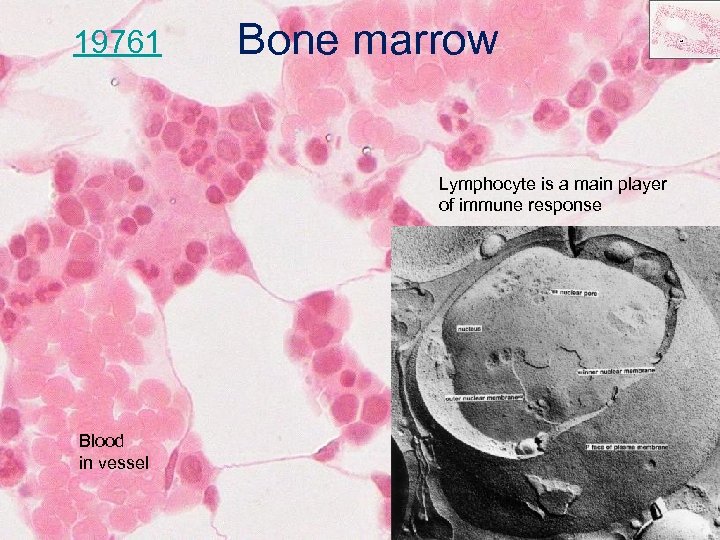 19761 Bone marrow Lymphocyte is a main player of immune response Blood in vessel