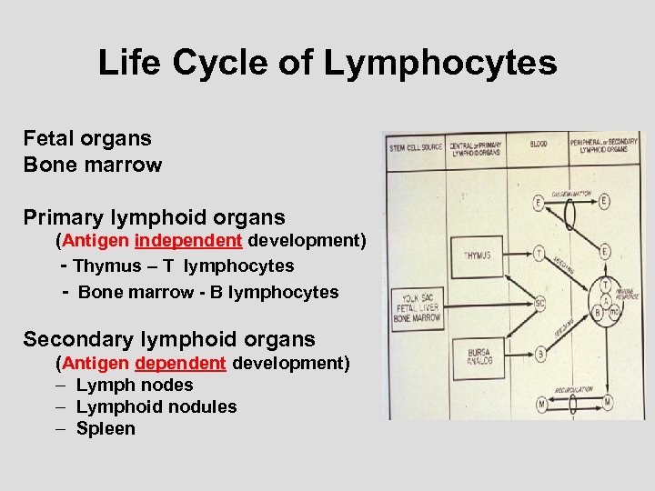 Life Cycle of Lymphocytes Fetal organs Bone marrow Primary lymphoid organs (Antigen independent development)