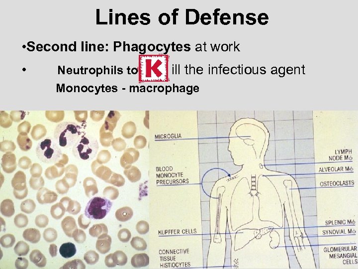 Lines of Defense • Second line: Phagocytes at work • Neutrophils to ill the