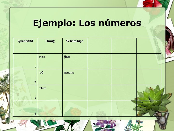 Ejemplo: Los números Quantidad !Kung Warlmanpa r|e'e jinta tsã jirrama 1 2 n!eni 3