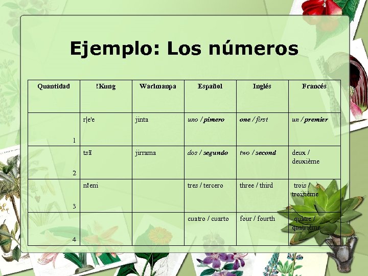 Ejemplo: Los números Quantidad !Kung Warlmanpa Español Inglés Francés r|e'e jinta uno / pimero