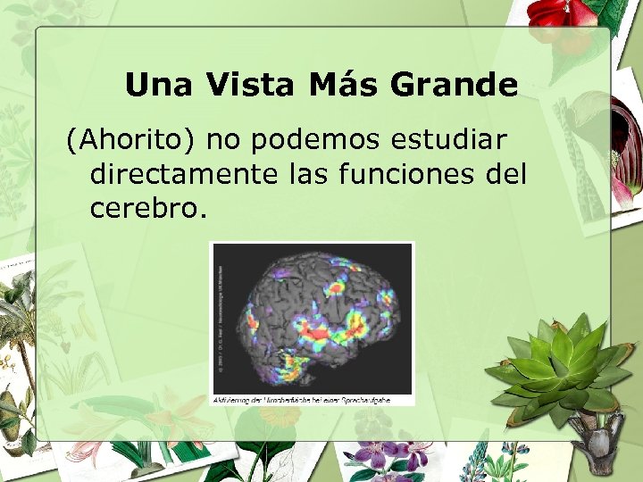 Una Vista Más Grande (Ahorito) no podemos estudiar directamente las funciones del cerebro. 