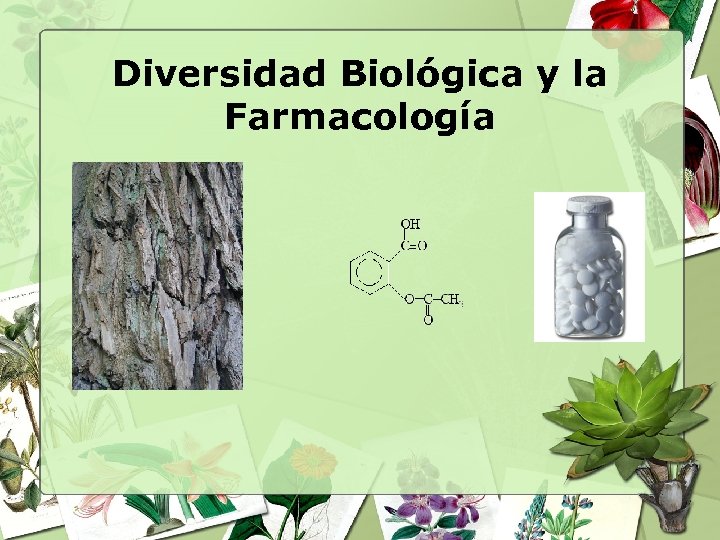 Diversidad Biológica y la Farmacología 