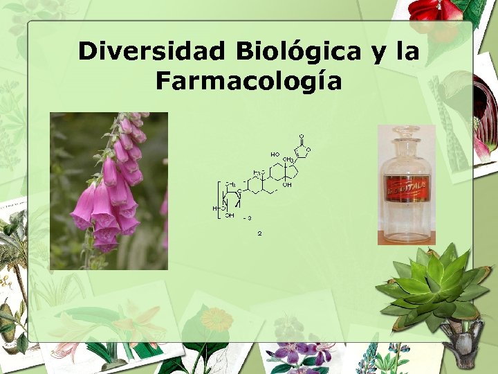 Diversidad Biológica y la Farmacología 
