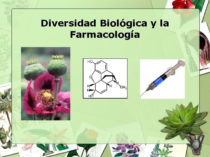 Diversidad Biológica y la Farmacología 
