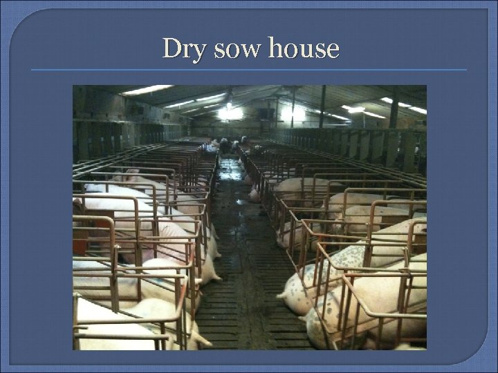 Dry sow house 