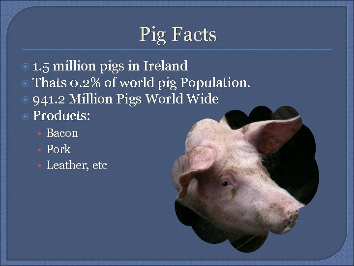 Pig Facts 1. 5 million pigs in Ireland Thats 0. 2% of world pig