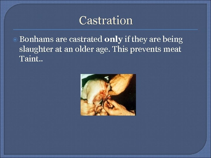 Castration Bonhams are castrated only if they are being slaughter at an older age.