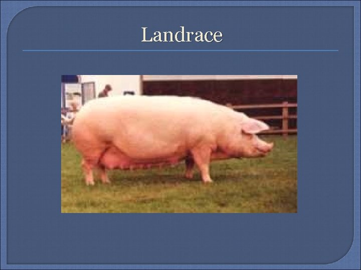 Landrace 