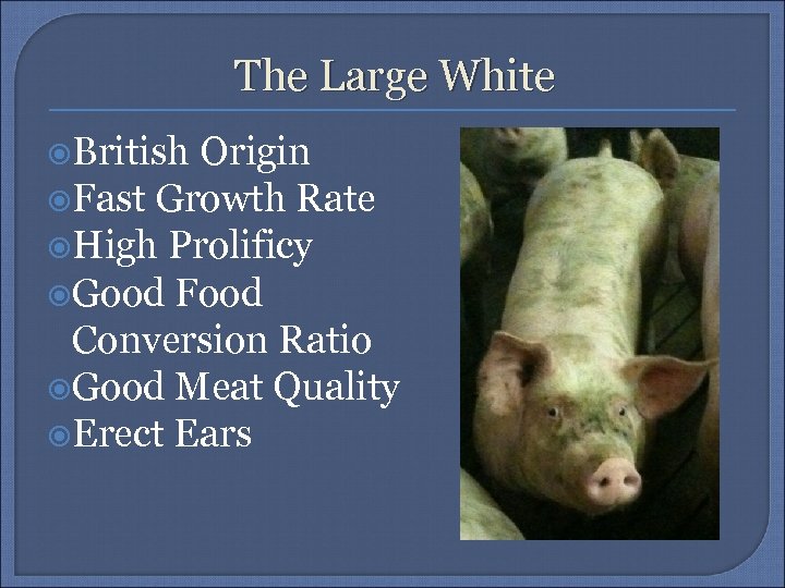 The Large White British Origin Fast Growth Rate High Prolificy Good Food Conversion Ratio