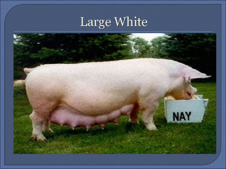 Large White 
