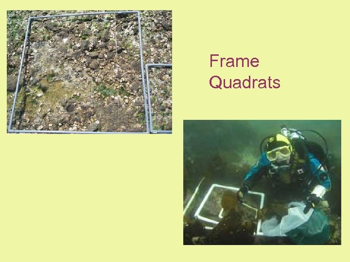 Frame Quadrats 