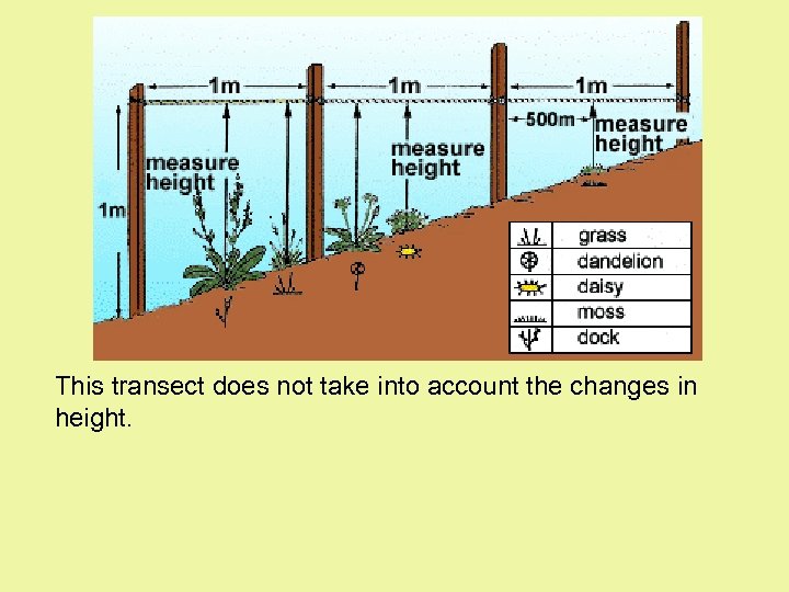 Transect This transect does not take into account the changes in height. 