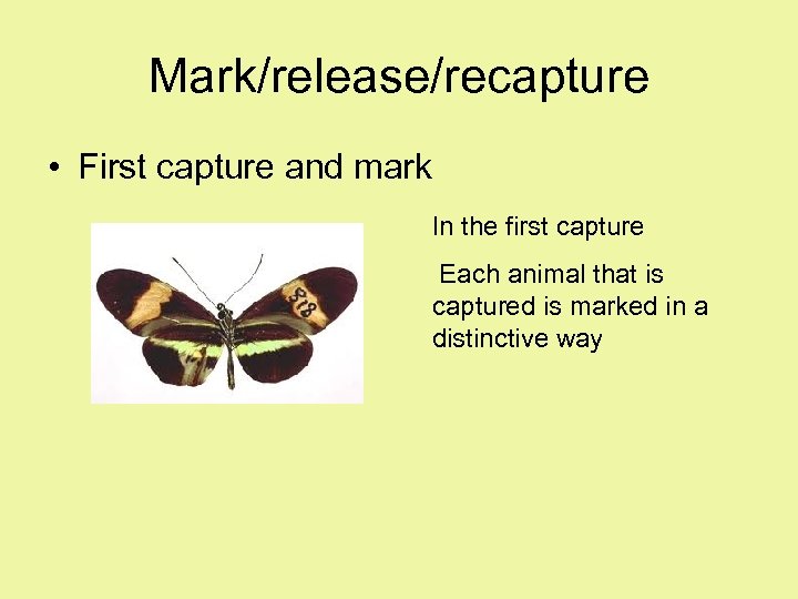 Mark/release/recapture • First capture and mark In the first capture Each animal that is