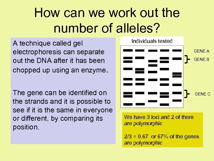 How can we work out the number of alleles? A technique called gel electrophoresis