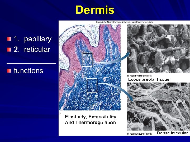 Dermis 1. papillary 2. reticular ______ functions Loose areolar tissue Elasticity, Extensibility, And Thermoregulation