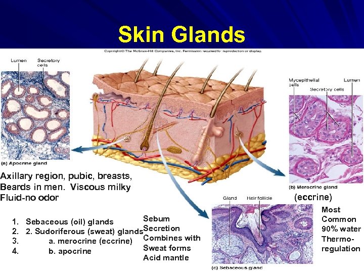 Skin Glands Axillary region, pubic, breasts, Beards in men. Viscous milky Fluid-no odor Sebum