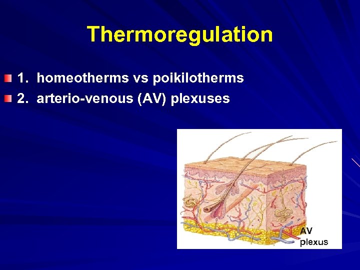Thermoregulation 1. homeotherms vs poikilotherms 2. arterio-venous (AV) plexuses AV plexus 