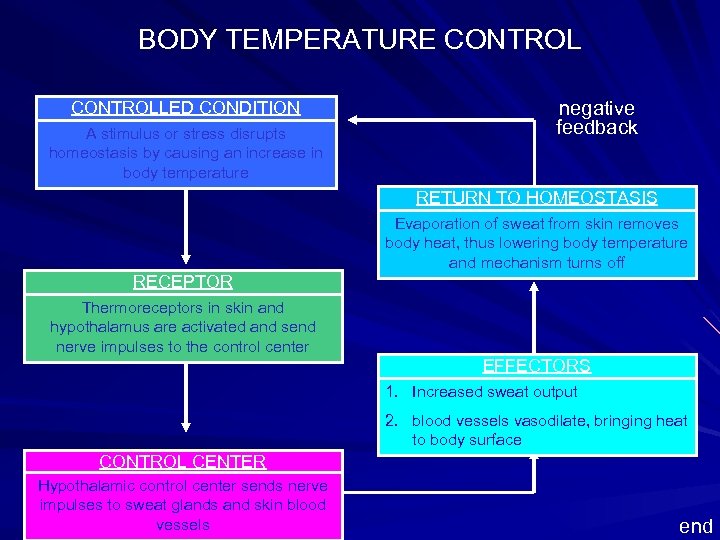 BODY TEMPERATURE CONTROLLED CONDITION A stimulus or stress disrupts homeostasis by causing an increase
