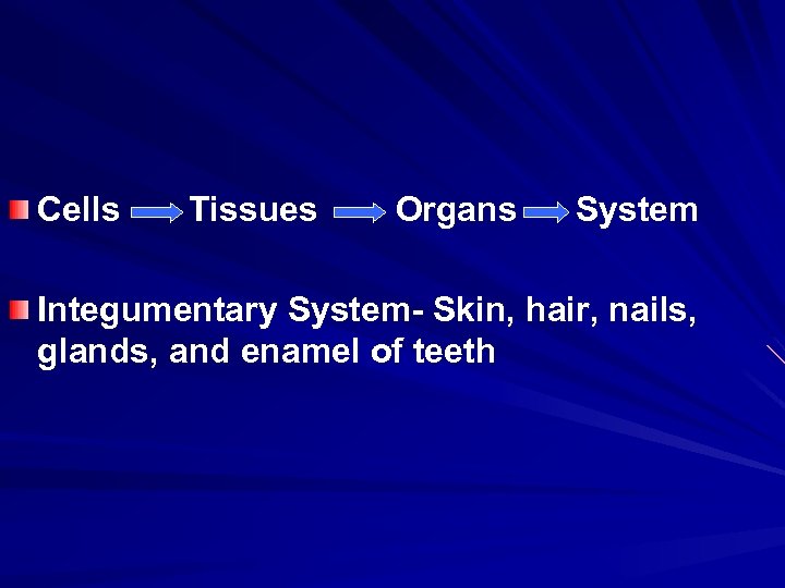 Cells Tissues Organs System Integumentary System- Skin, hair, nails, glands, and enamel of teeth