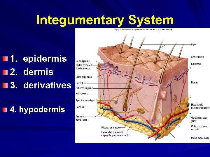 Integumentary System 1. epidermis 2. dermis 3. derivatives ________ 4. hypodermis 